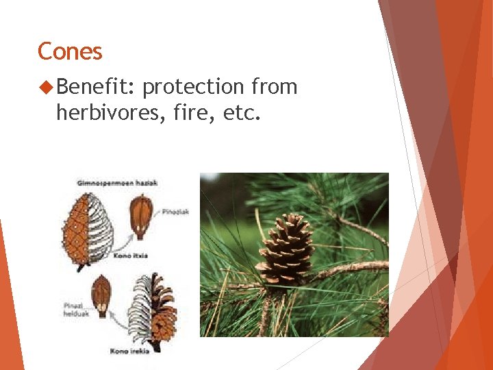 Cones Benefit: protection from herbivores, fire, etc. 