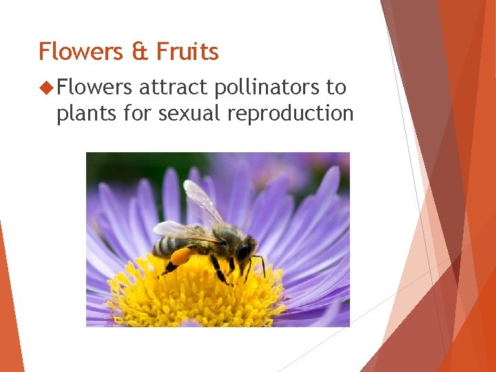 Flowers & Fruits Flowers attract pollinators to plants for sexual reproduction 