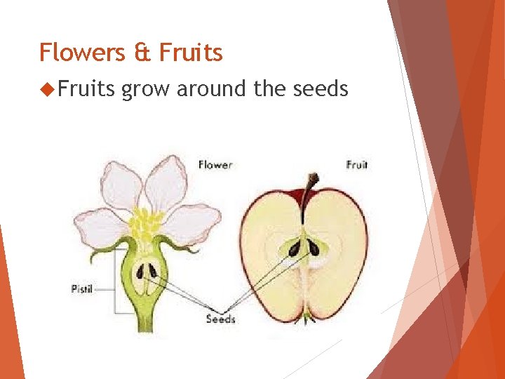 Flowers & Fruits grow around the seeds 