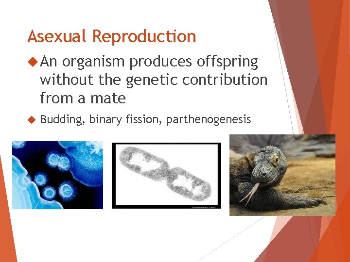 Asexual Reproduction An organism produces offspring without the genetic contribution from a mate Budding,