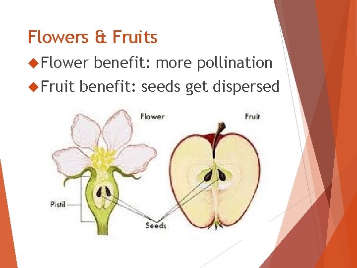 Flowers & Fruits Flower Fruit benefit: more pollination benefit: seeds get dispersed 