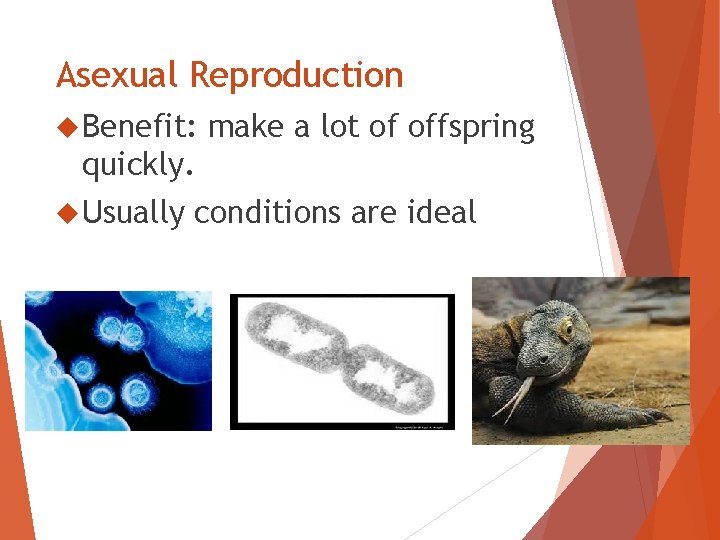 Asexual Reproduction Benefit: make a lot of offspring quickly. Usually conditions are ideal 