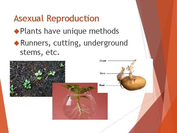 Asexual Reproduction Plants have unique methods Runners, cutting, underground stems, etc. 