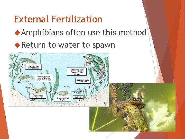 External Fertilization Amphibians Return often use this method to water to spawn 