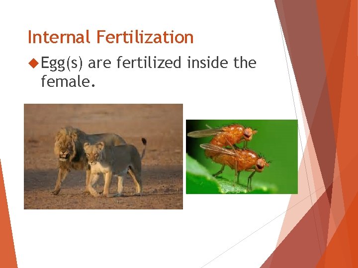 Internal Fertilization Egg(s) are fertilized inside the female. 