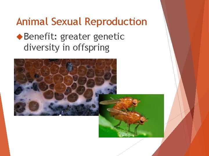 Animal Sexual Reproduction Benefit: greater genetic diversity in offspring 