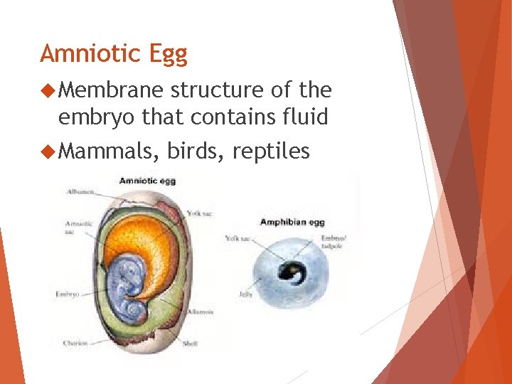 Amniotic Egg Membrane structure of the embryo that contains fluid Mammals, birds, reptiles 