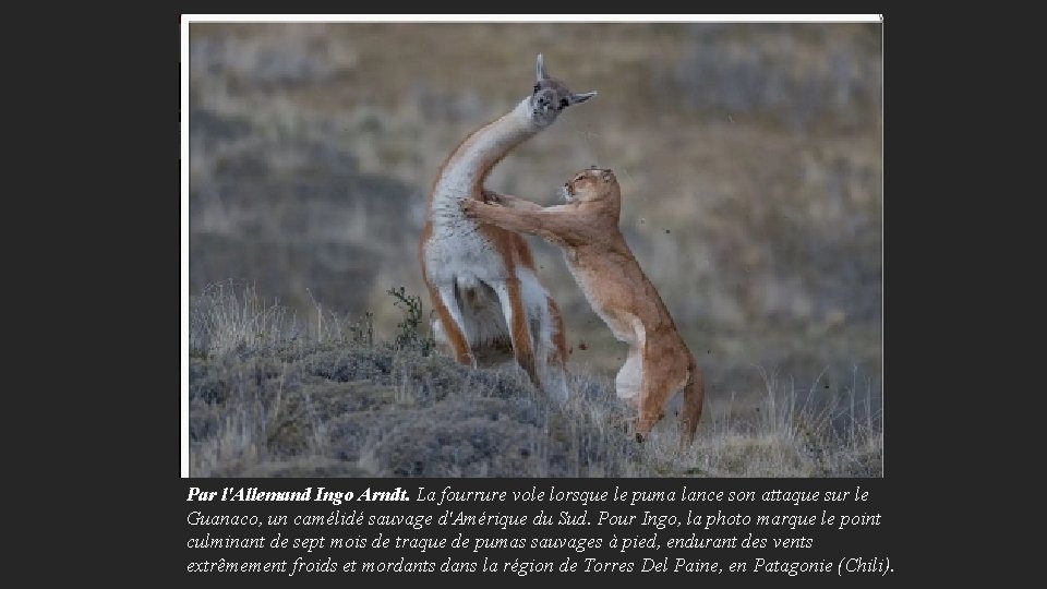 Par l'Allemand Ingo Arndt. La fourrure vole lorsque le puma lance son attaque sur