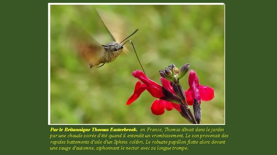 Par le Britannique Thomas Easterbrook. en France, Thomas dînait dans le jardin par une