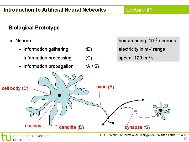 Introduction to Artificial Neural Networks Lecture 01 Biological Prototype ● Neuron human being: 1012