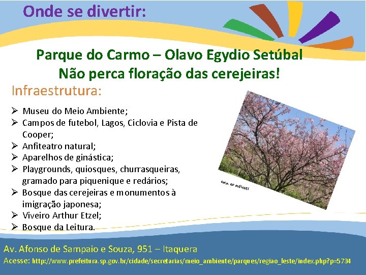 Onde se divertir: Parque do Carmo – Olavo Egydio Setúbal Não perca floração das