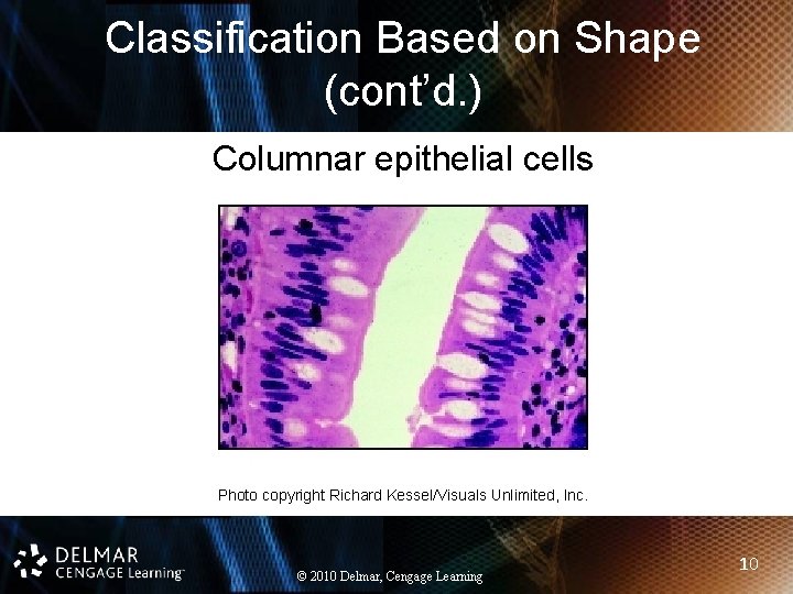Classification Based on Shape (cont’d. ) Columnar epithelial cells Photo copyright Richard Kessel/Visuals Unlimited,