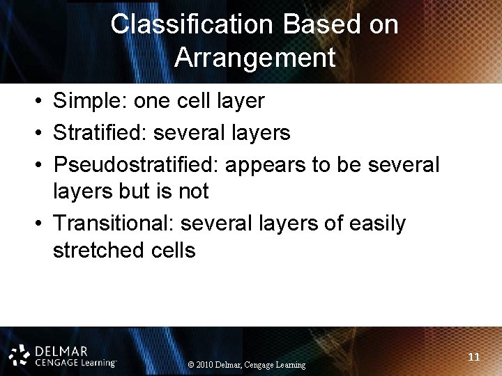Classification Based on Arrangement • Simple: one cell layer • Stratified: several layers •