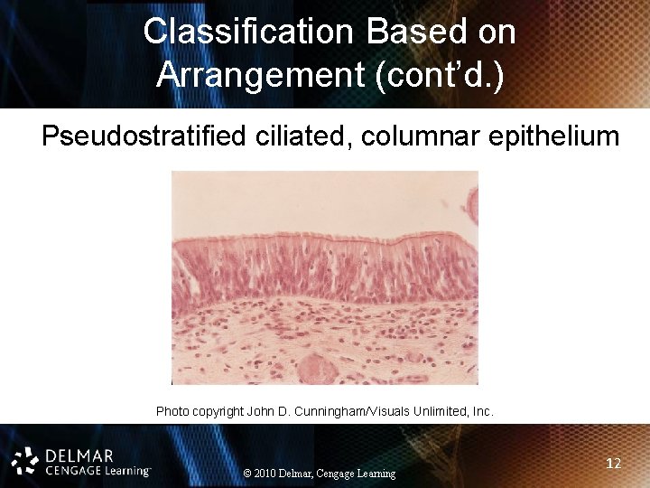 Classification Based on Arrangement (cont’d. ) Pseudostratified ciliated, columnar epithelium Photo copyright John D.