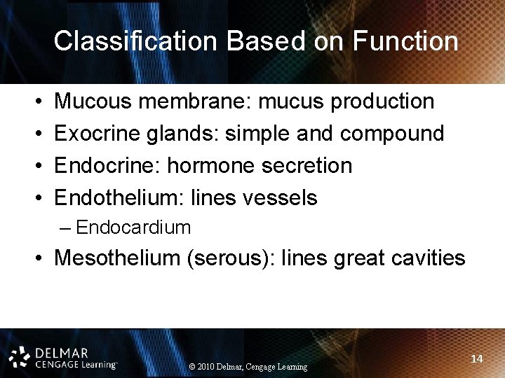 Classification Based on Function • • Mucous membrane: mucus production Exocrine glands: simple and