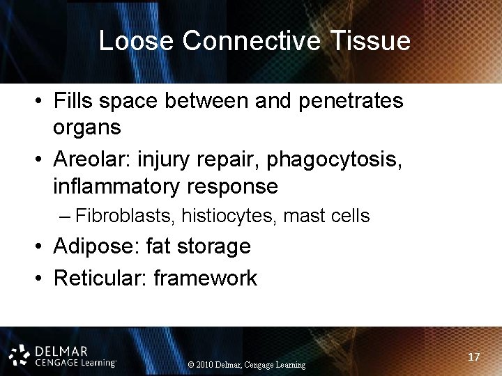 Loose Connective Tissue • Fills space between and penetrates organs • Areolar: injury repair,