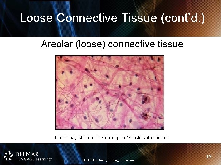 Loose Connective Tissue (cont’d. ) Areolar (loose) connective tissue Photo copyright John D. Cunningham/Visuals