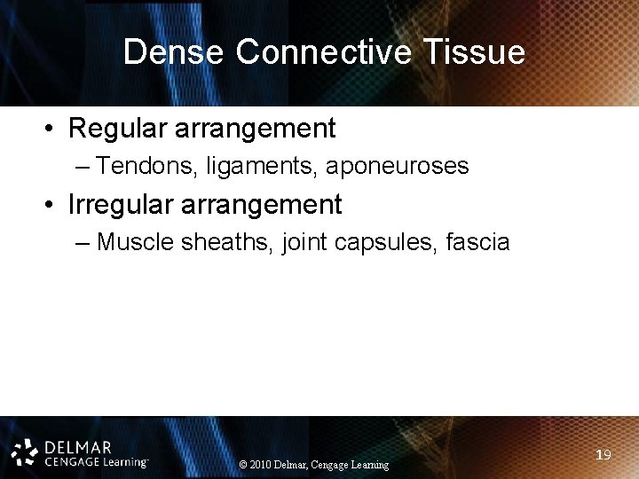 Dense Connective Tissue • Regular arrangement – Tendons, ligaments, aponeuroses • Irregular arrangement –