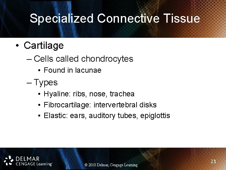 Specialized Connective Tissue • Cartilage – Cells called chondrocytes • Found in lacunae –