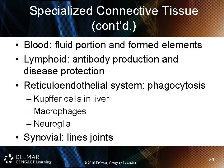 Specialized Connective Tissue (cont’d. ) • Blood: fluid portion and formed elements • Lymphoid: