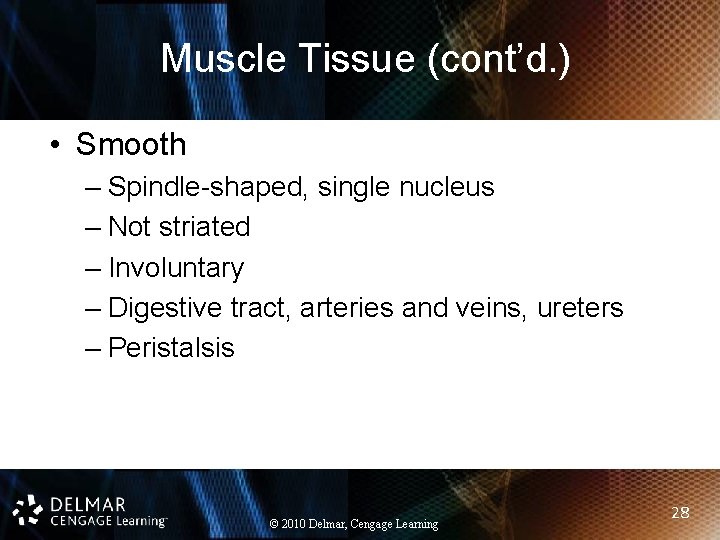 Muscle Tissue (cont’d. ) • Smooth – Spindle-shaped, single nucleus – Not striated –