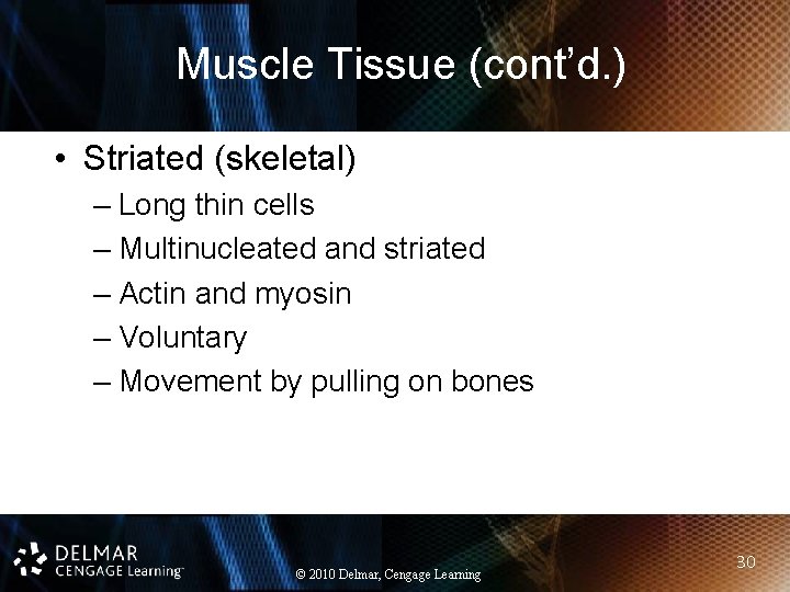 Muscle Tissue (cont’d. ) • Striated (skeletal) – Long thin cells – Multinucleated and