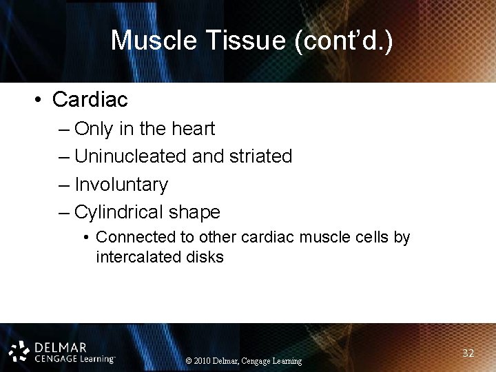 Muscle Tissue (cont’d. ) • Cardiac – Only in the heart – Uninucleated and