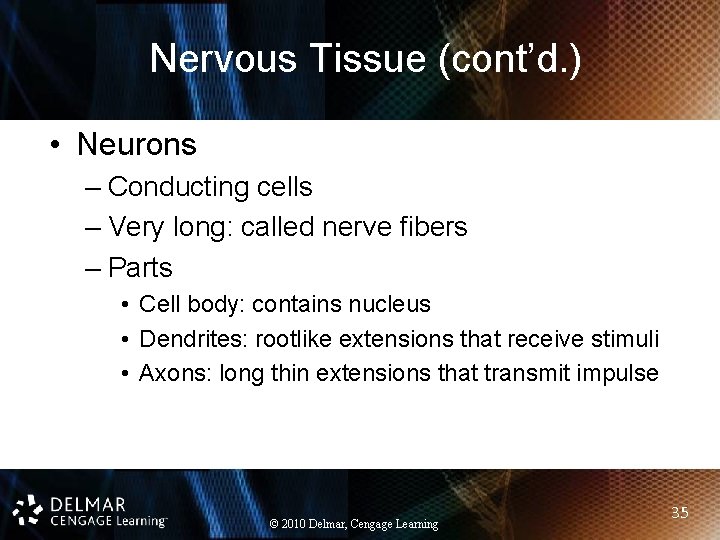 Nervous Tissue (cont’d. ) • Neurons – Conducting cells – Very long: called nerve
