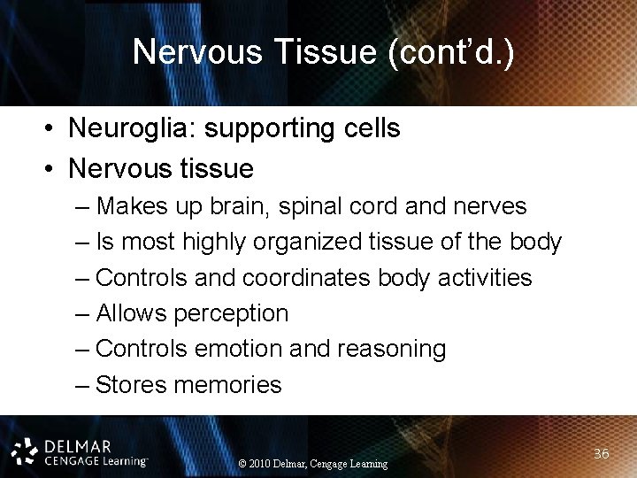 Nervous Tissue (cont’d. ) • Neuroglia: supporting cells • Nervous tissue – Makes up