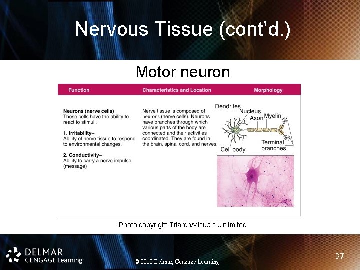 Nervous Tissue (cont’d. ) Motor neuron Photo copyright Triarch/Visuals Unlimited © 2010 Delmar, Cengage