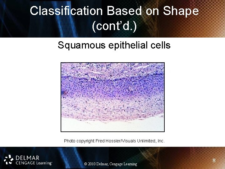 Classification Based on Shape (cont’d. ) Squamous epithelial cells Photo copyright Fred Hossler/Visuals Unlimited,