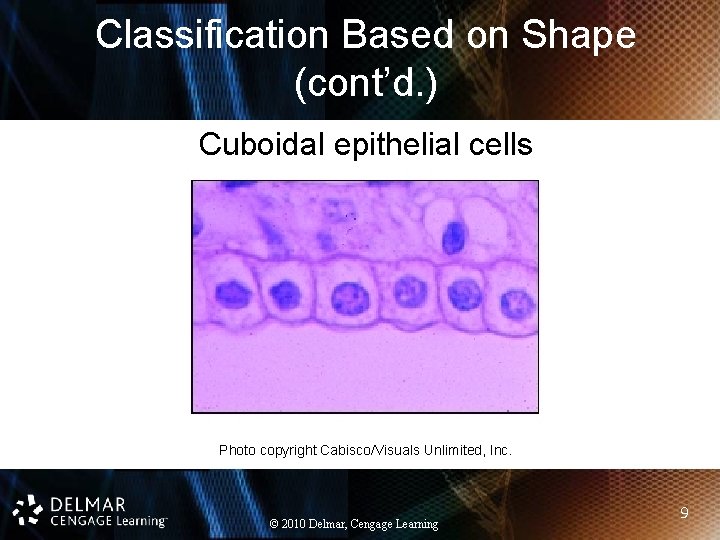 Classification Based on Shape (cont’d. ) Cuboidal epithelial cells Photo copyright Cabisco/Visuals Unlimited, Inc.