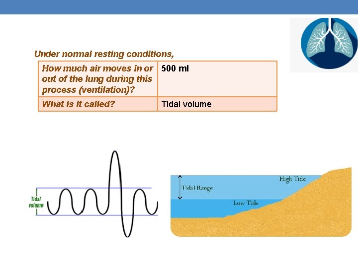 Under normal resting conditions, How much air moves in or 500 ml out of