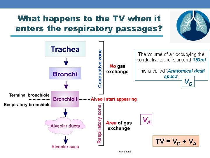 What happens to the TV when it enters the respiratory passages? The volume of