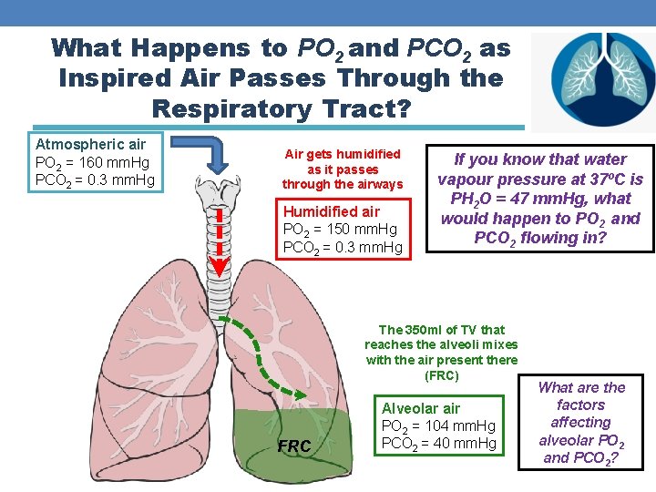 What Happens to PO 2 and PCO 2 as Inspired Air Passes Through the