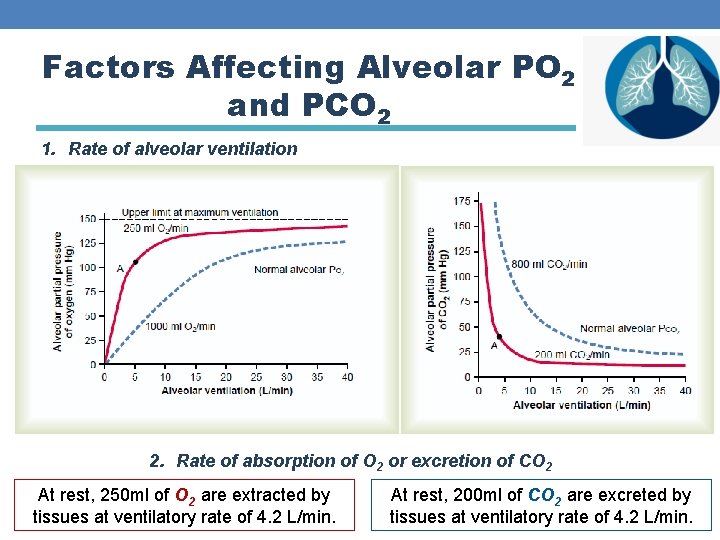 Factors Affecting Alveolar PO 2 and PCO 2 1. Rate of alveolar ventilation 2.