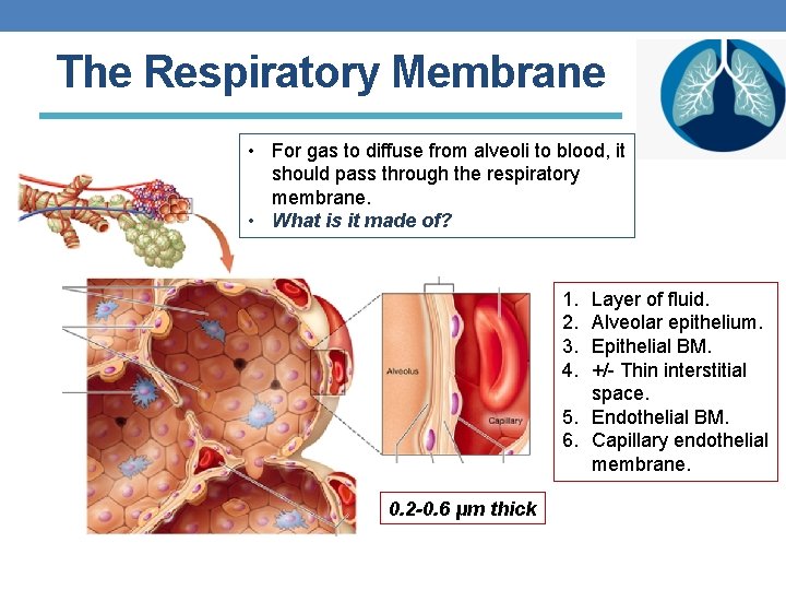 The Respiratory Membrane • For gas to diffuse from alveoli to blood, it should