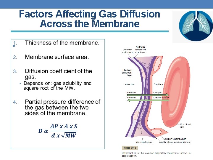 Factors Affecting Gas Diffusion Across the Membrane • 