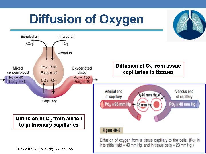 Diffusion of Oxygen Diffusion of O 2 from tissue capillaries to tissues Diffusion of