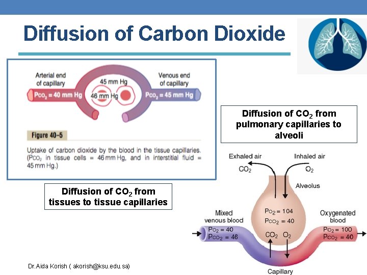 Diffusion of Carbon Dioxide Diffusion of CO 2 from pulmonary capillaries to alveoli Diffusion
