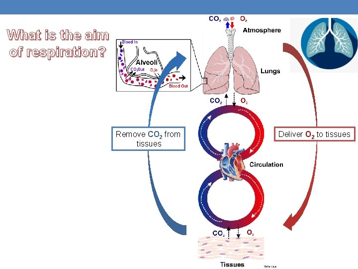 What is the aim of respiration? Remove CO 2 from tissues Deliver O 2
