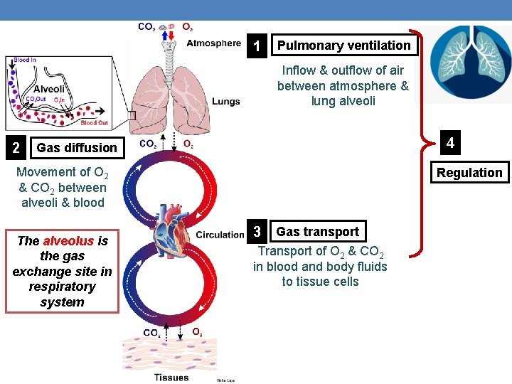 1 Pulmonary ventilation Inflow & outflow of air between atmosphere & lung alveoli 2