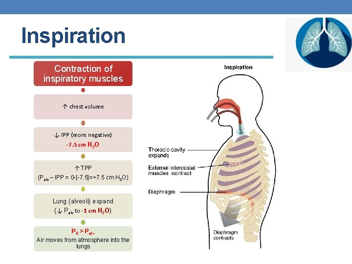 Inspiration Contraction of inspiratory muscles ↑ chest volume ↓ IPP (more negative) -7. 5