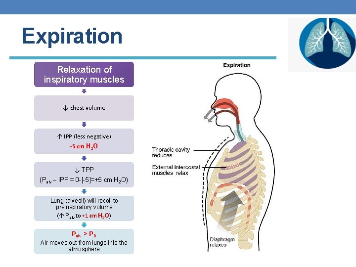 Expiration Relaxation of inspiratory muscles ↓ chest volume ↑ IPP (less negative) -5 cm