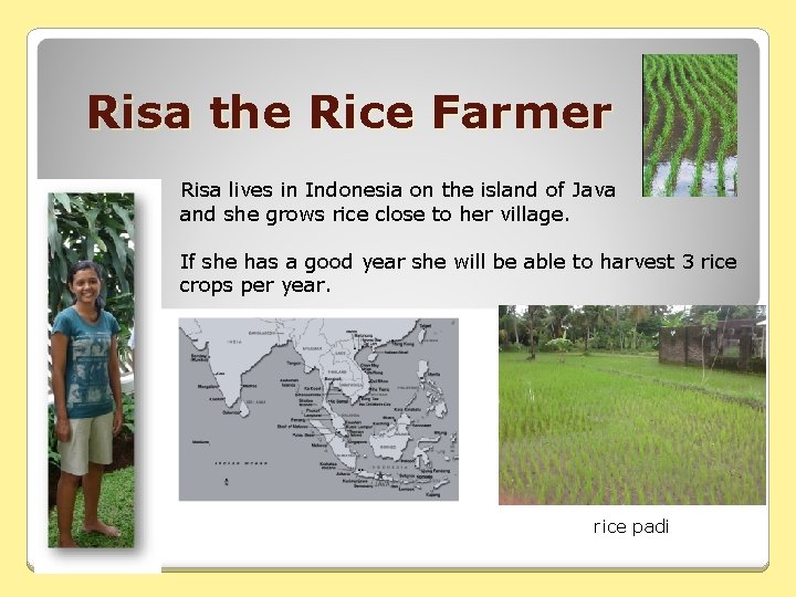 Risa the Rice Farmer Risa lives in Indonesia on the island of Java and