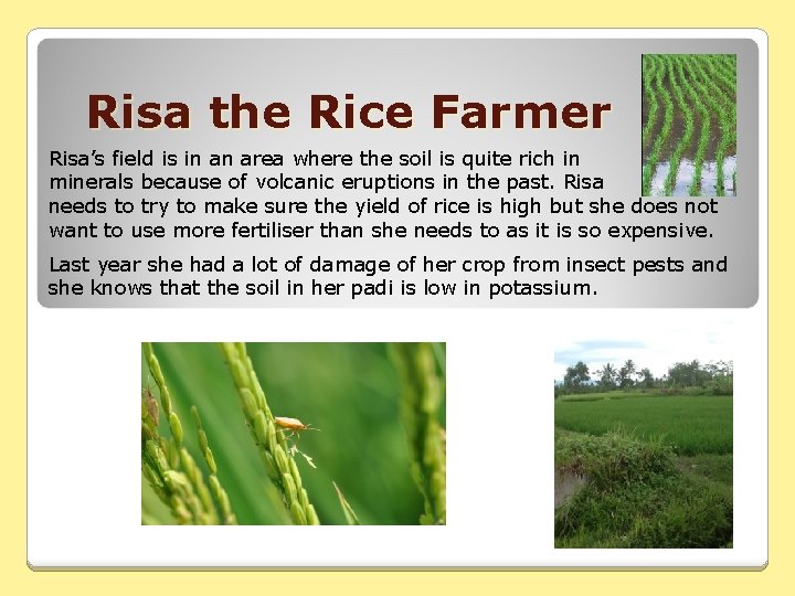 Risa the Rice Farmer Risa’s field is in an area where the soil is