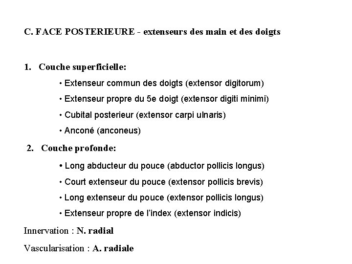 C. FACE POSTERIEURE - extenseurs des main et des doigts 1. Couche superficielle: • C. FACE POSTERIEURE - extenseurs des main et des doigts 1. Couche superficielle: •