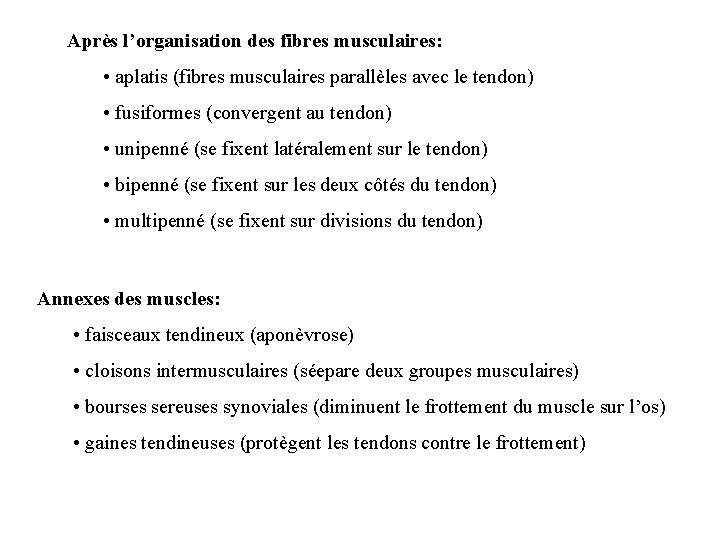 Après l’organisation des fibres musculaires: • aplatis (fibres musculaires parallèles avec le tendon) • Après l’organisation des fibres musculaires: • aplatis (fibres musculaires parallèles avec le tendon) •
