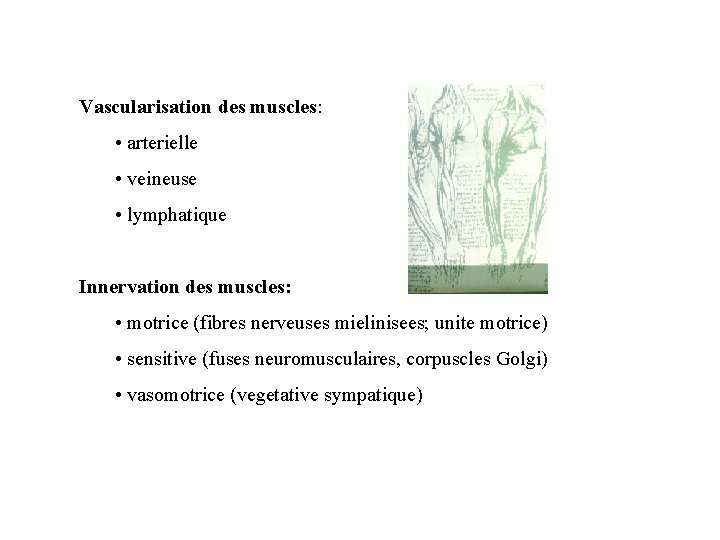 Vascularisation des muscles: • arterielle • veineuse • lymphatique Innervation des muscles: • motrice Vascularisation des muscles: • arterielle • veineuse • lymphatique Innervation des muscles: • motrice
