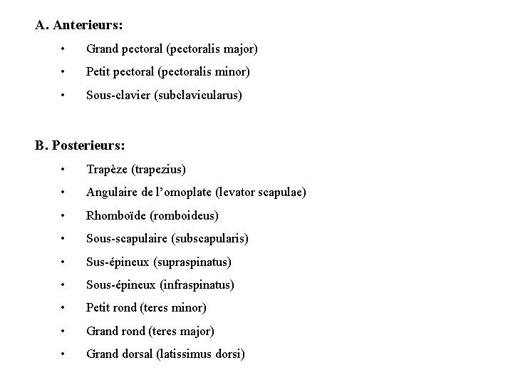 A. Anterieurs: • Grand pectoral (pectoralis major) • Petit pectoral (pectoralis minor) • Sous-clavier A. Anterieurs: • Grand pectoral (pectoralis major) • Petit pectoral (pectoralis minor) • Sous-clavier